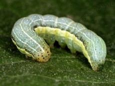 Orthosia gothica_гусеница V_3